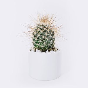 Home cactus3 free img